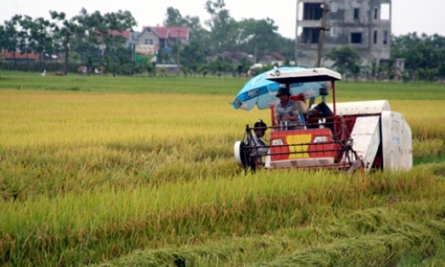 Những "cánh đồng một thửa" ở Phúc Thọ